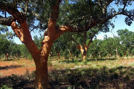 Crescimento da Cortiça